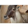 Image 6 : Big Half-body TAHR Mounted on a Reproduction Rock and Wood Wall Hanger