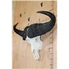 Image 2 : CAPE BUFFALO Skull with All its Teeth