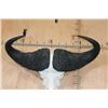 Image 8 : CAPE BUFFALO Skull with All its Teeth
