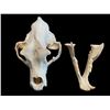 Image 2 : *Rare* Monster Sized 27 1/8" Scored BROWN BEAR Skull with All its Teeth