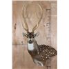 Image 1 : AXIS DEER Wall Pedestal Mount