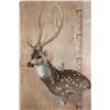 Image 2 : AXIS DEER Wall Pedestal Mount
