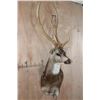 Image 3 : AXIS DEER Wall Pedestal Mount