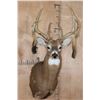 Image 1 : XL Heavy 18-Point WHITETAIL DEER Shoulder Mount with Big Drop Tines
