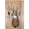 Image 2 : XL Heavy 18-Point WHITETAIL DEER Shoulder Mount with Big Drop Tines