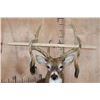 Image 8 : XL Heavy 18-Point WHITETAIL DEER Shoulder Mount with Big Drop Tines