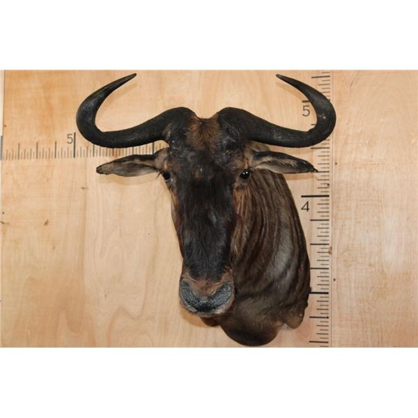 BLUE WILDEBEEST Shoulder Mount