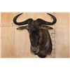 Image 1 : BLUE WILDEBEEST Shoulder Mount