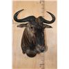 Image 2 : BLUE WILDEBEEST Shoulder Mount