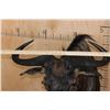 Image 8 : BLUE WILDEBEEST Shoulder Mount
