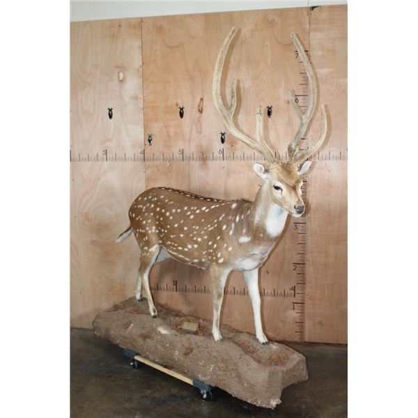 Life-sized AXIS DEER In Velvet on a Stationary Forest Floor Base