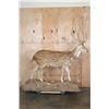 Image 2 : Life-sized AXIS DEER In Velvet on a Stationary Forest Floor Base