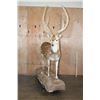 Image 3 : Life-sized AXIS DEER In Velvet on a Stationary Forest Floor Base