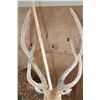 Image 9 : Life-sized AXIS DEER In Velvet on a Stationary Forest Floor Base
