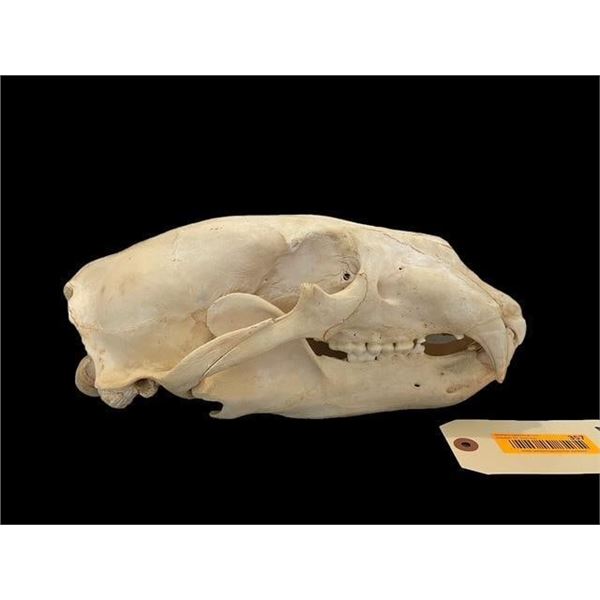 *Rare* POLAR BEAR Skull