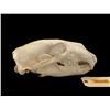 Image 1 : *Rare* POLAR BEAR Skull