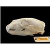 Image 2 : *Rare* POLAR BEAR Skull