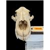 Image 3 : *Rare* POLAR BEAR Skull
