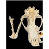 Image 7 : *Rare* POLAR BEAR Skull
