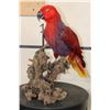 Image 1 : *Rarely Seen* Red Moluccan Eclectus Parrot on a Driftwood Base