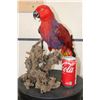 Image 2 : *Rarely Seen* Red Moluccan Eclectus Parrot on a Driftwood Base