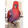 Image 8 : *Rarely Seen* Red Moluccan Eclectus Parrot on a Driftwood Base