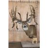 Image 1 : XXL 32-Point Reproduction Non-Typical WHITETAIL DEER Pedestal Mount
