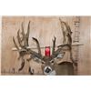Image 2 : XXL 32-Point Reproduction Non-Typical WHITETAIL DEER Pedestal Mount