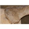 Image 10 : XXL 14-Point Reproduction Typical Rack WHITETAIL DEER Pedestal Mount