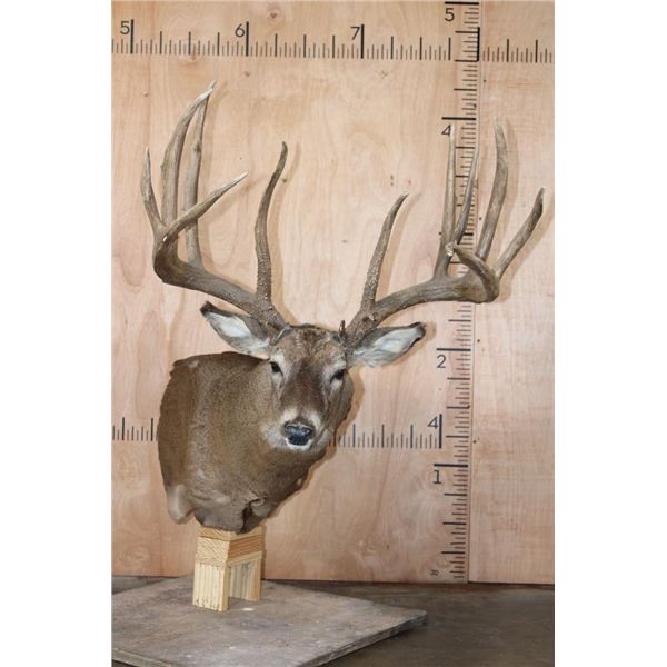 XXL 14-Point Reproduction Typical Rack WHITETAIL DEER Pedestal Mount