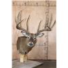 Image 1 : XXL 14-Point Reproduction Typical Rack WHITETAIL DEER Pedestal Mount