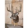Image 2 : XXL 14-Point Reproduction Typical Rack WHITETAIL DEER Pedestal Mount