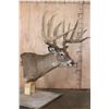Image 3 : XXL 14-Point Reproduction Typical Rack WHITETAIL DEER Pedestal Mount
