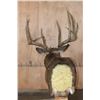 Image 8 : XXL 14-Point Reproduction Typical Rack WHITETAIL DEER Pedestal Mount