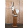 Image 2 : *TEXAS RESIDENTS ONLY* SCIMITAR HORNED ORYX Pedestal Mount