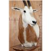 Image 8 : *TEXAS RESIDENTS ONLY* SCIMITAR HORNED ORYX Pedestal Mount