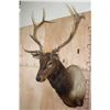 Image 2 : 13-Point ELK Shoulder Mount