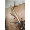 Image 8 : 13-Point ELK Shoulder Mount