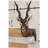 Image 1 : BLACKBUCK Shoulder Mount