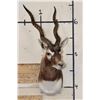 Image 2 : BLACKBUCK Shoulder Mount