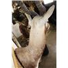 Image 8 : BLACKBUCK Shoulder Mount