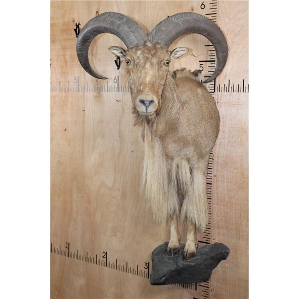XL Half body AOUDAD