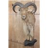 Image 1 : XL Half body AOUDAD