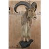 Image 2 : XL Half body AOUDAD