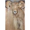 Image 5 : XL Half body AOUDAD