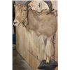 Image 6 : XL Half body AOUDAD