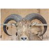 Image 7 : XL Half body AOUDAD