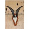 Image 1 : CATALINA GOAT Skull on a Cedar Plaque