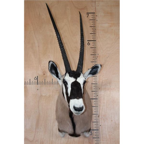 GEMSBOK Shoulder Mount