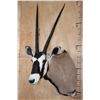 Image 2 : GEMSBOK Shoulder Mount